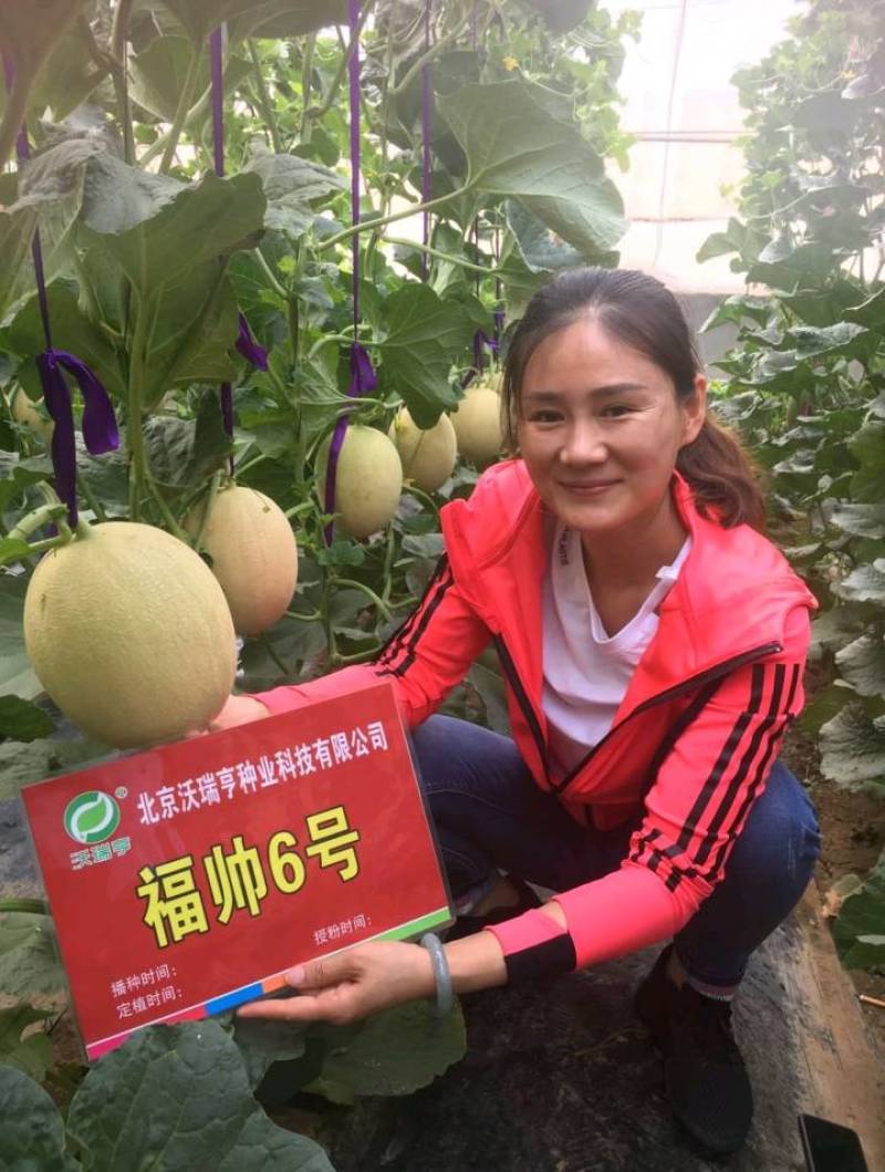 产地《福帅6号》2021年山东莘县新品上市！诚招客商