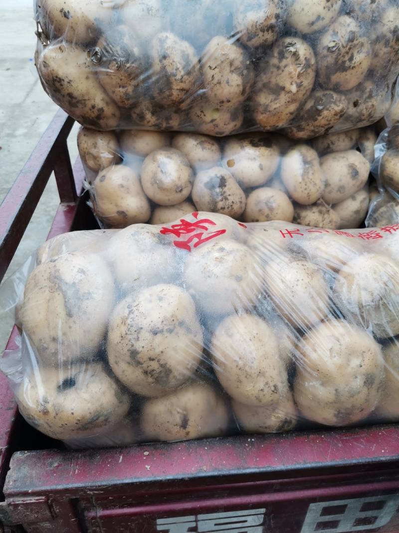 土豆，沃士5.，个头大，薯形好，皮色光，无虫眼。
