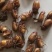【金龟子】瞎碰小货昆虫特种养殖质量保证欢迎采购