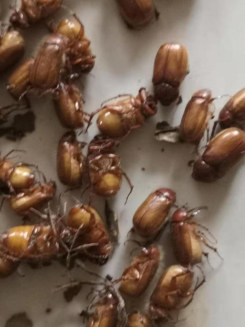 【金龟子】瞎碰小货昆虫特种养殖质量保证欢迎采购