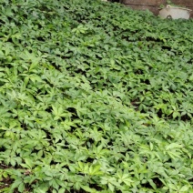 竹节参大叶两年苗