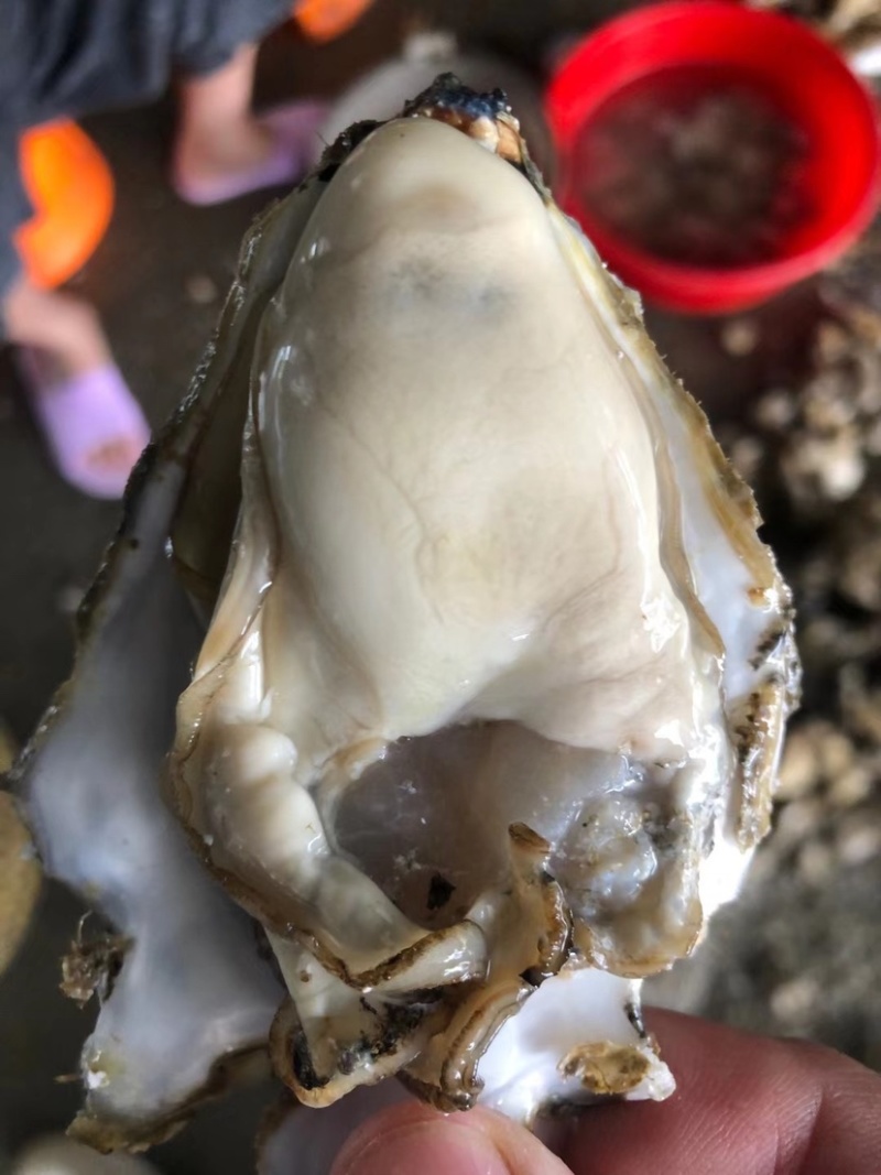 山东蚝乳山蚝三倍体批发广东产地直销质量保证