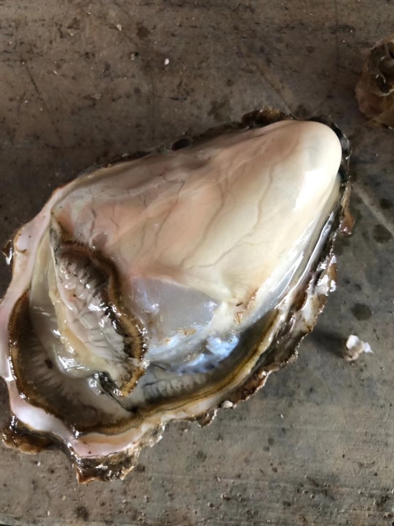山东蚝乳山蚝三倍体批发广东产地直销质量保证