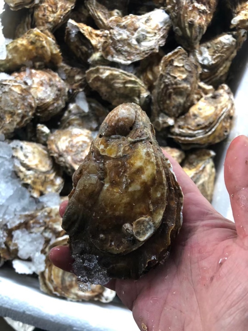 山东蚝乳山蚝三倍体批发广东产地直销质量保证