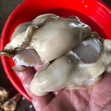 山东蚝乳山蚝三倍体批发广东产地直销质量保证