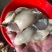 山东蚝乳山蚝三倍体批发广东产地直销质量保证