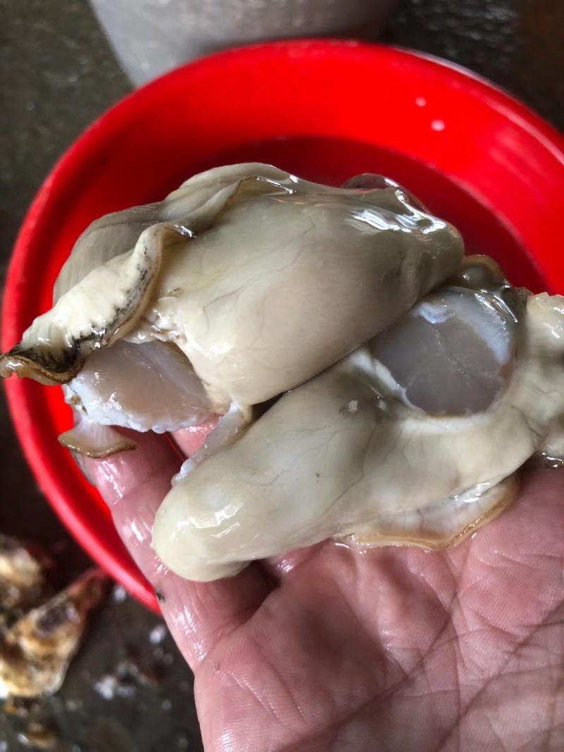 山东蚝乳山蚝三倍体批发广东产地直销质量保证