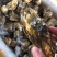 山东蚝乳山蚝三倍体批发广东产地直销质量保证