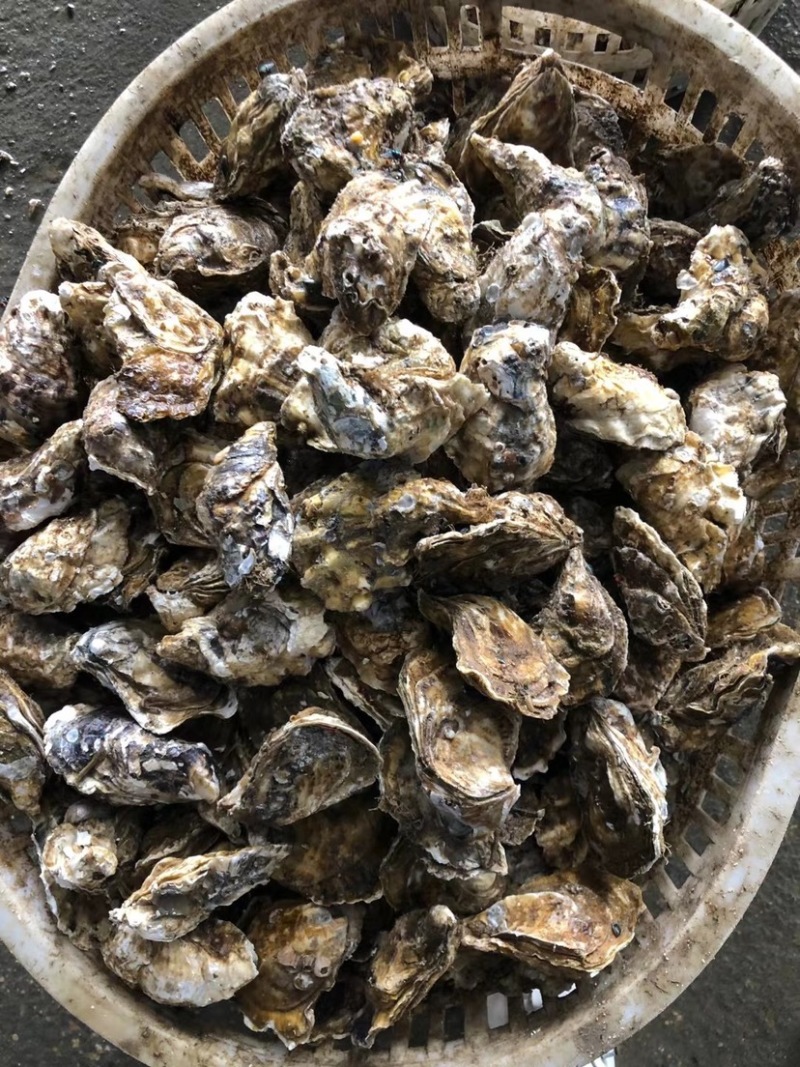山东蚝乳山蚝三倍体批发广东产地直销质量保证