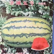 酒农牌：西瓜种子红肉五号，长椭圆瓜、绿色条带皮、瓜大。