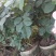 大花月季丰花月季月季批发老棵月季玫瑰花精品盆花