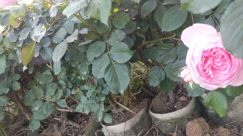 大花月季丰花月季月季批发老棵月季玫瑰花精品盆花