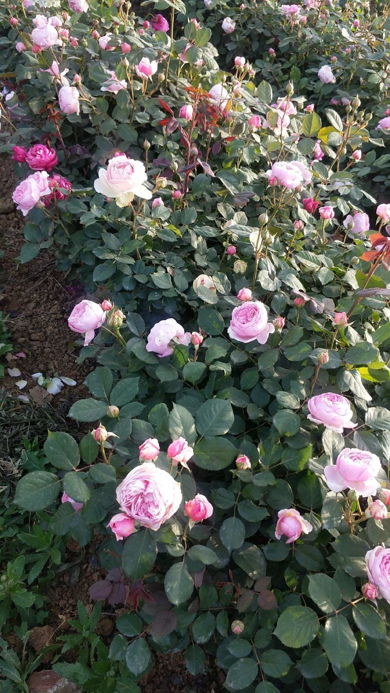 大花月季丰花月季月季批发老棵月季玫瑰花精品盆花