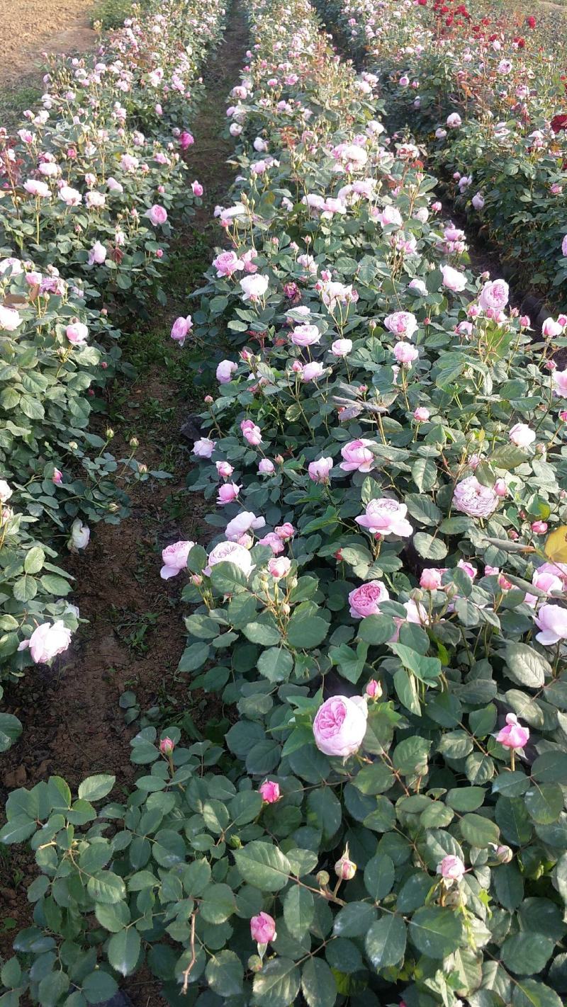 大花月季丰花月季月季批发老棵月季玫瑰花精品盆花