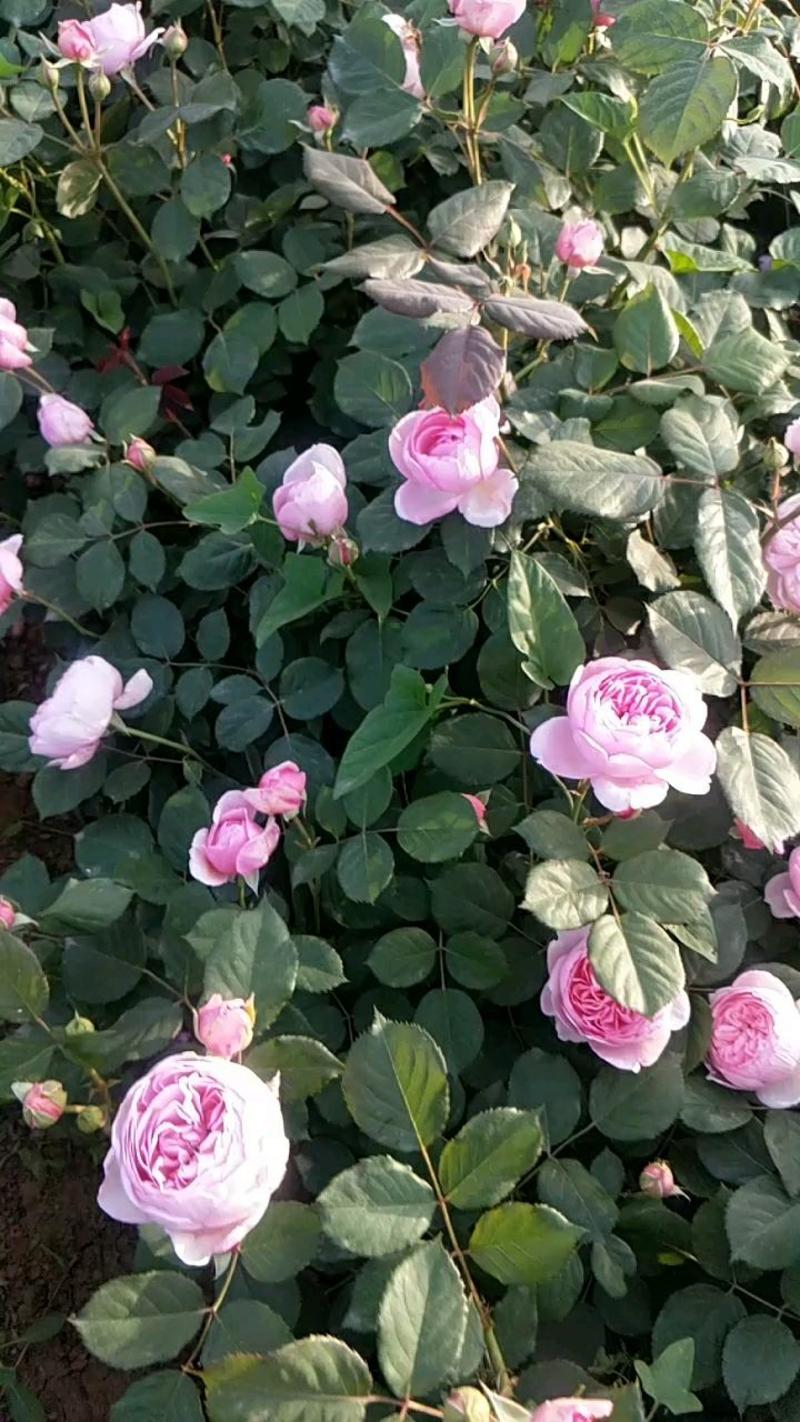 大花月季丰花月季月季批发老棵月季玫瑰花精品盆花