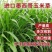墨西哥玉米草种牧草种籽四季养殖多年生再生进口猪牛羊兔畜禽