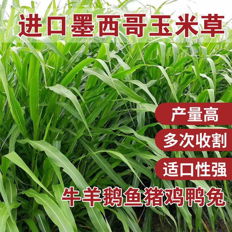 墨西哥玉米草种牧草种籽四季养殖多年生再生进口猪牛羊兔畜禽