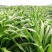 墨西哥玉米草种牧草种籽四季养殖多年生再生进口猪牛羊兔畜禽