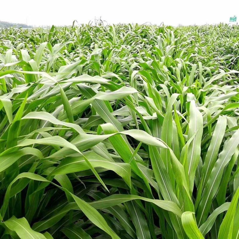 墨西哥玉米草种牧草种籽四季养殖多年生再生进口猪牛羊兔畜禽