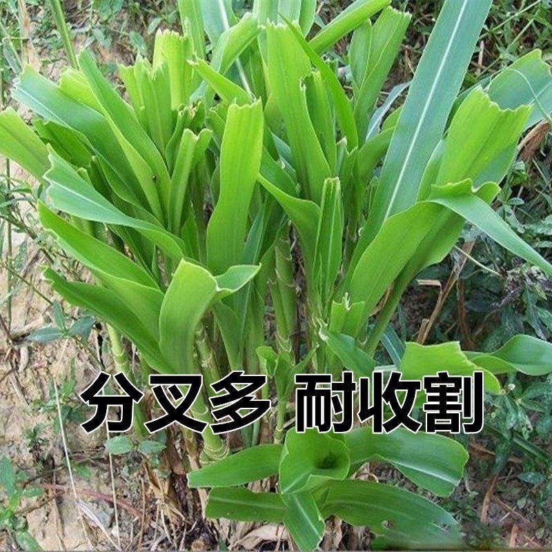 墨西哥玉米草种牧草种籽四季养殖多年生再生进口猪牛羊兔畜禽