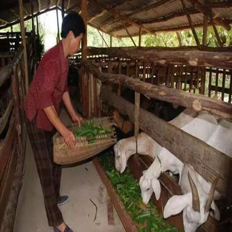 墨西哥玉米草种牧草种籽四季养殖多年生再生进口猪牛羊兔畜禽