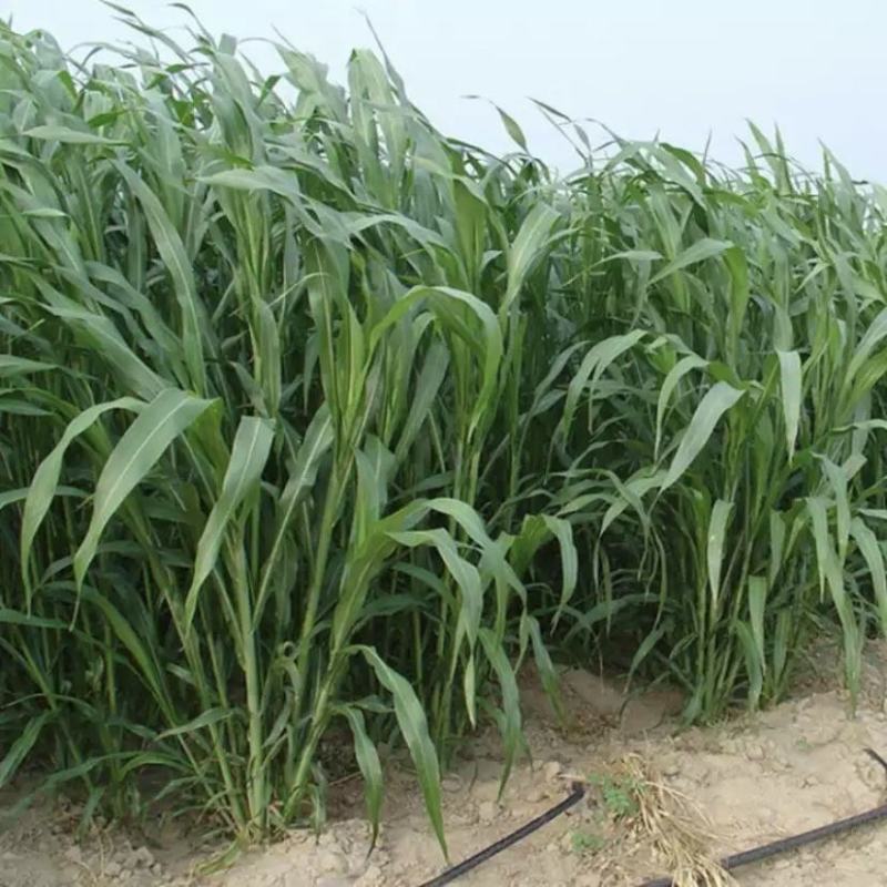 墨西哥玉米草种牧草种籽四季养殖多年生再生进口猪牛羊兔畜禽