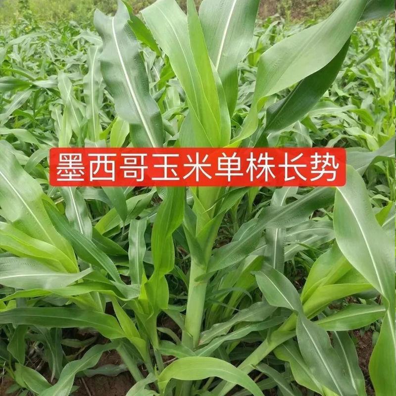墨西哥玉米草种牧草种籽四季养殖多年生再生进口猪牛羊兔畜禽