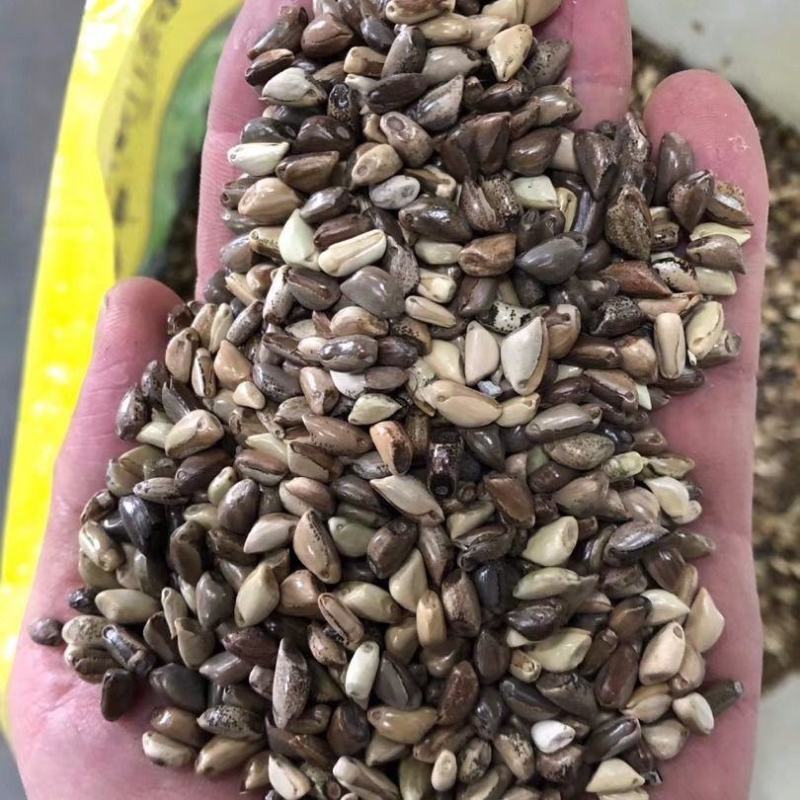 墨西哥玉米草种牧草种籽四季养殖多年生再生进口猪牛羊兔畜禽