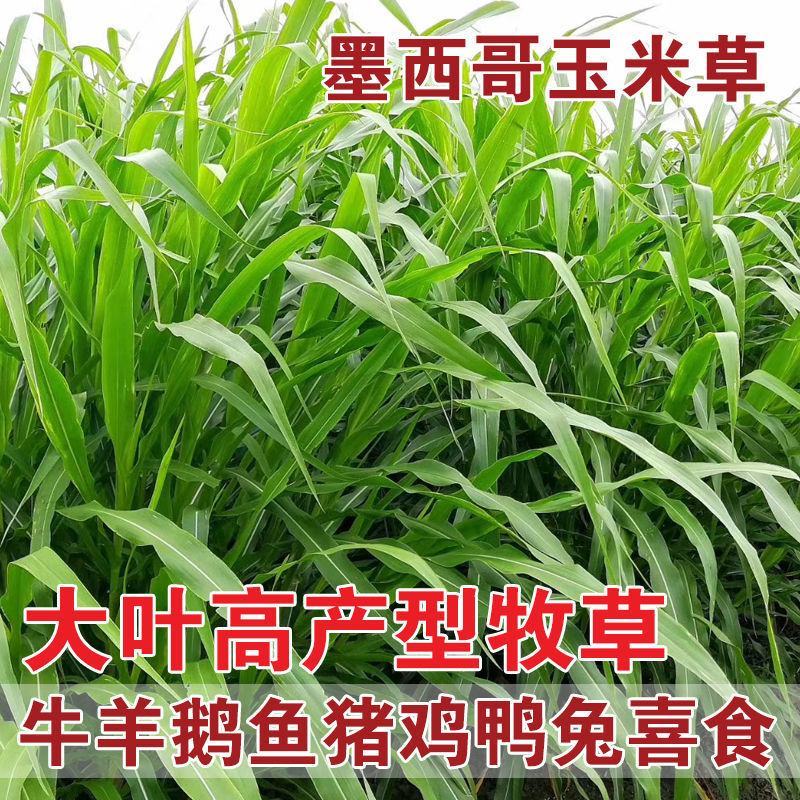 墨西哥玉米草种牧草种籽四季养殖多年生再生进口猪牛羊兔畜禽