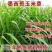 墨西哥玉米草种牧草种籽四季养殖多年生再生进口猪牛羊兔畜禽