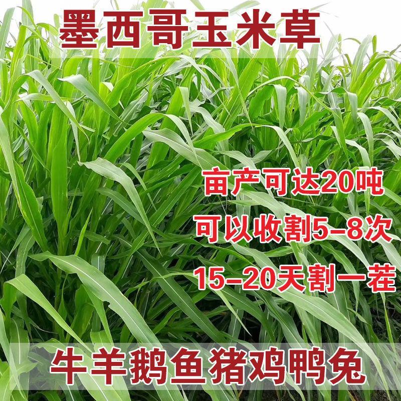 墨西哥玉米草种牧草种籽四季养殖多年生再生进口猪牛羊兔畜禽