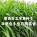 墨西哥玉米草种牧草种籽四季养殖多年生再生进口猪牛羊兔畜禽