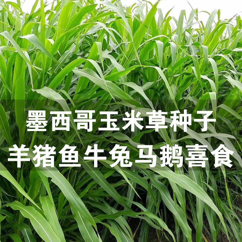 墨西哥玉米草种牧草种籽四季养殖多年生再生进口猪牛羊兔畜禽