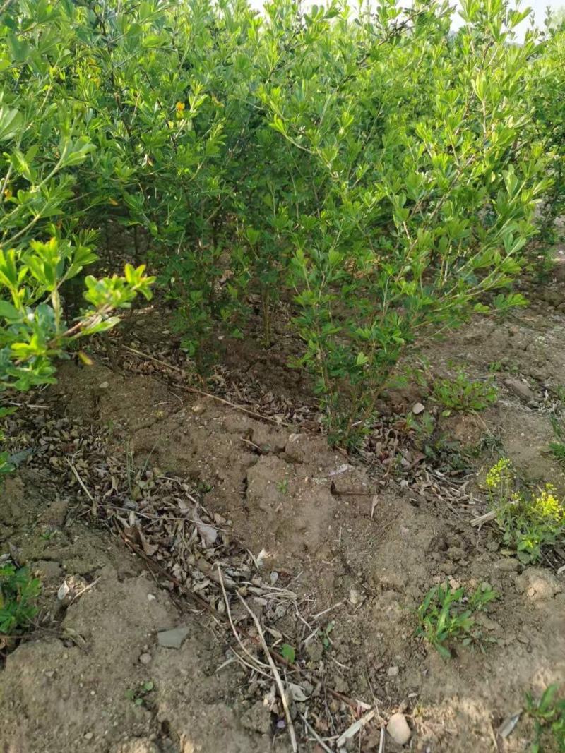 现苗黄槐树锦鸡儿金雀锦鸡树苗价格合理实地看苗