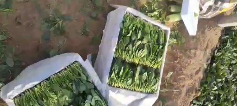 山东菠菜苗基地直供做工精细质量保证