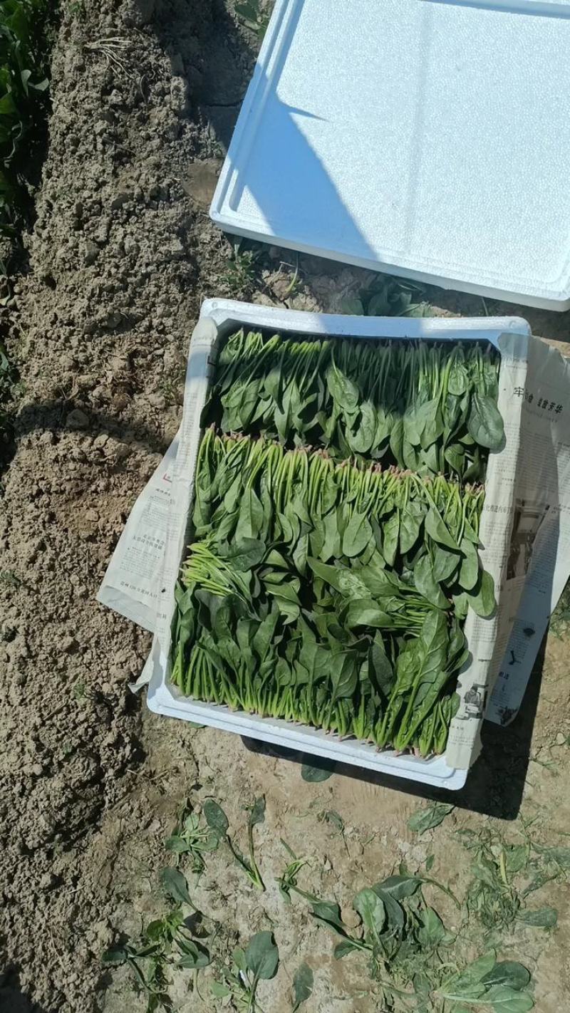 山东菠菜苗基地直供做工精细质量保证