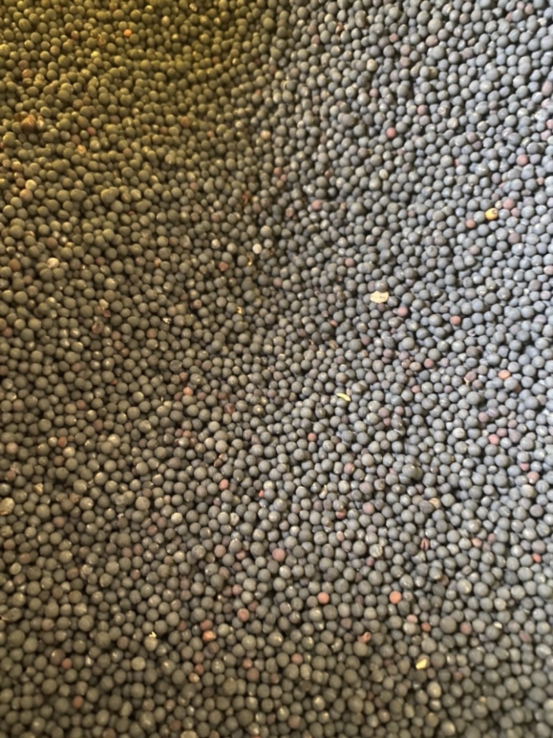 云南产地油菜籽出售量大品质保证