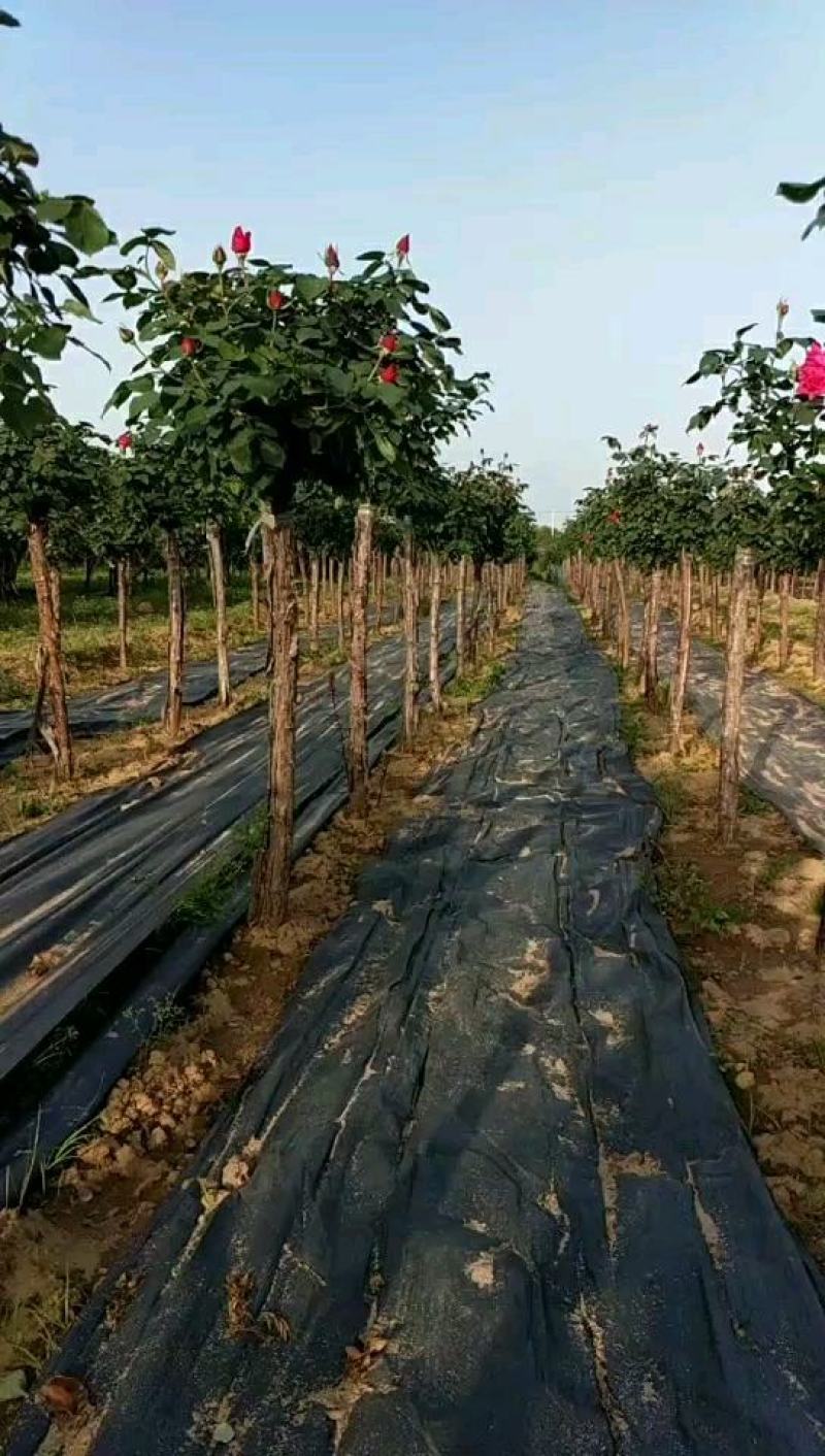 4公分高杆月季月季树树状月季月季基地月季批发