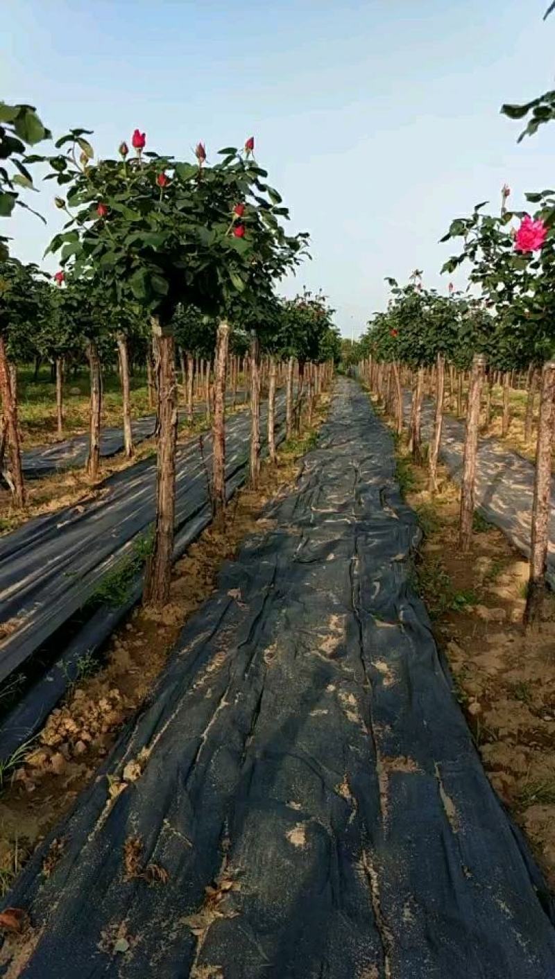 4公分高杆月季月季树树状月季月季基地月季批发