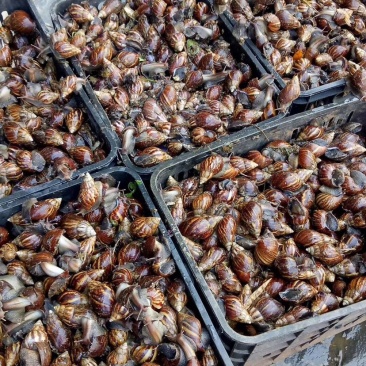 非洲蜗牛黑蜗牛找长期接货的合作！定金开始起收