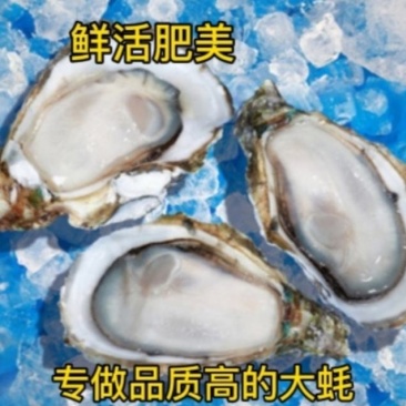 湛江生蚝长期批发价廉物美大蚝烧烤或隔水蒸蒸皆好味
