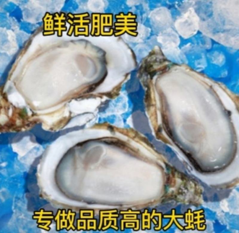 湛江生蚝长期批发价廉物美大蚝烧烤或隔水蒸蒸皆好味