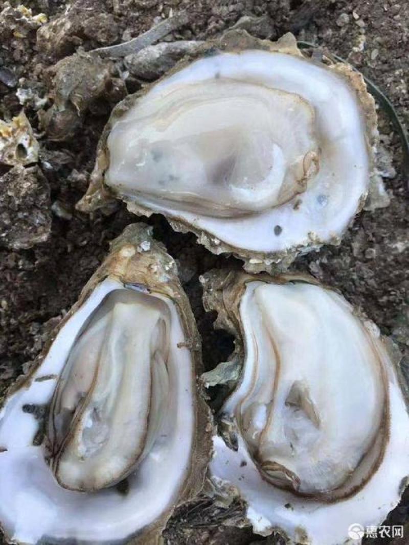 湛江生蚝长期批发价廉物美大蚝烧烤或隔水蒸蒸皆好味
