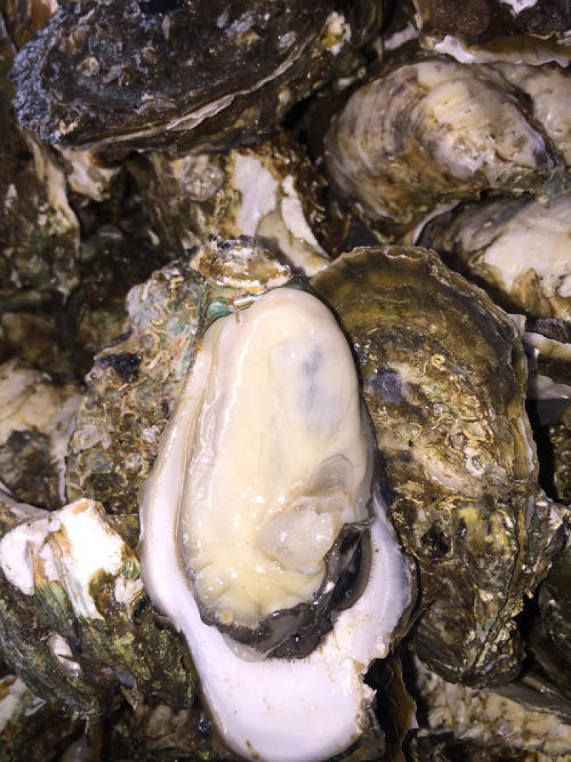湛江生蚝长期批发价廉物美大蚝烧烤或隔水蒸蒸皆好味