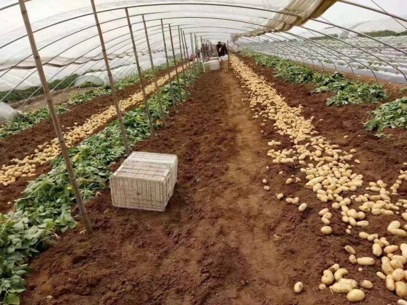 山东土豆【推荐】肥城市荷兰十五土豆箱装袋装规格齐全，全国发货