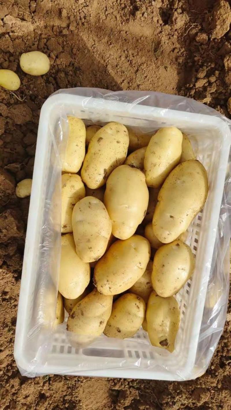 山东荷兰十五土豆原产地小棚货规格齐全按要求包装24年新品