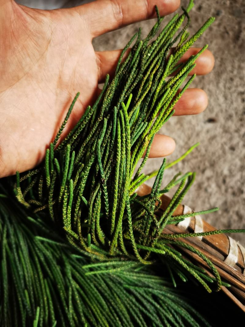 包邮马尾伸筋草干货-马尾千金草-小圆叶-纯野生-2021
