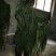 包邮马尾伸筋草干货-马尾千金草-小圆叶-纯野生-2021