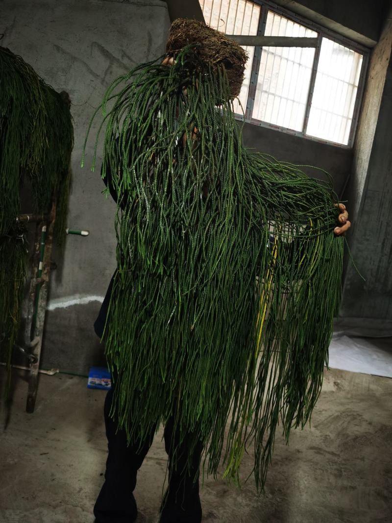 包邮马尾伸筋草干货-马尾千金草-小圆叶-纯野生-2021