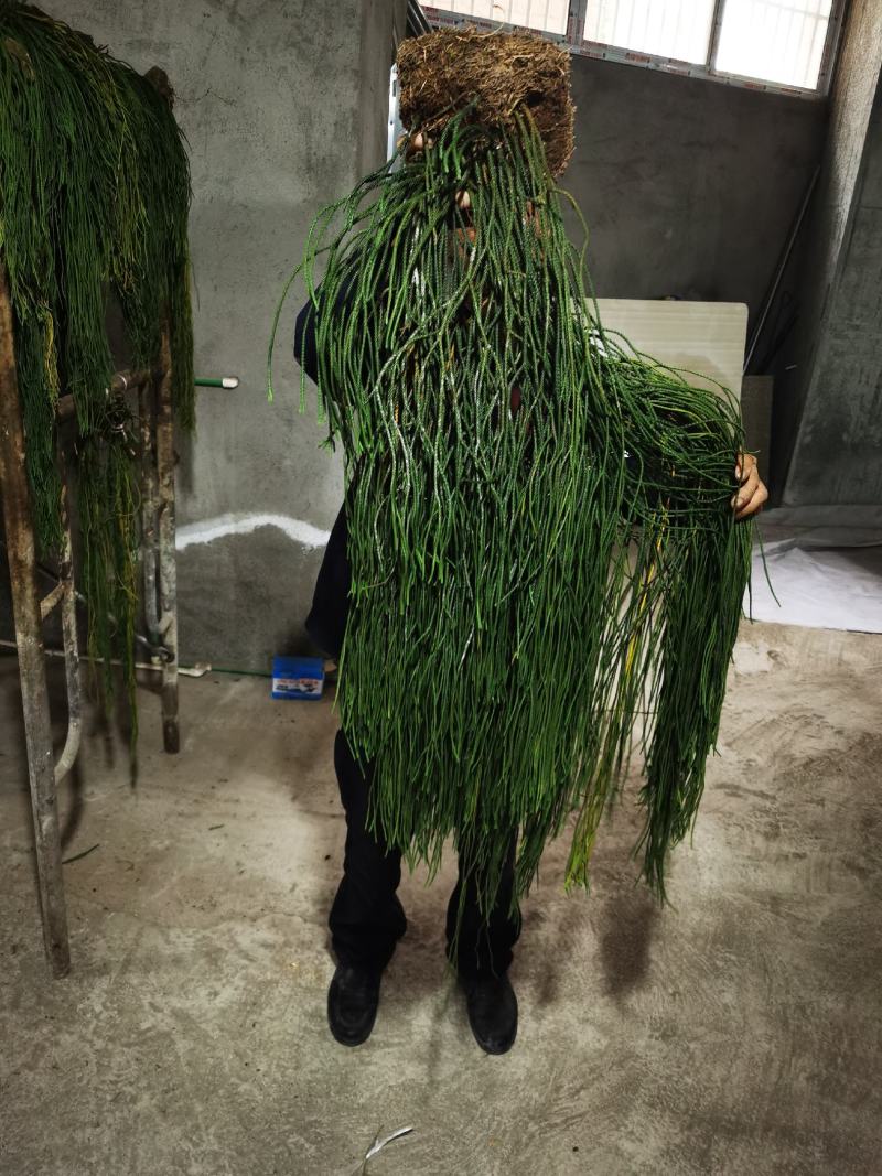 包邮马尾伸筋草干货-马尾千金草-小圆叶-纯野生-2021